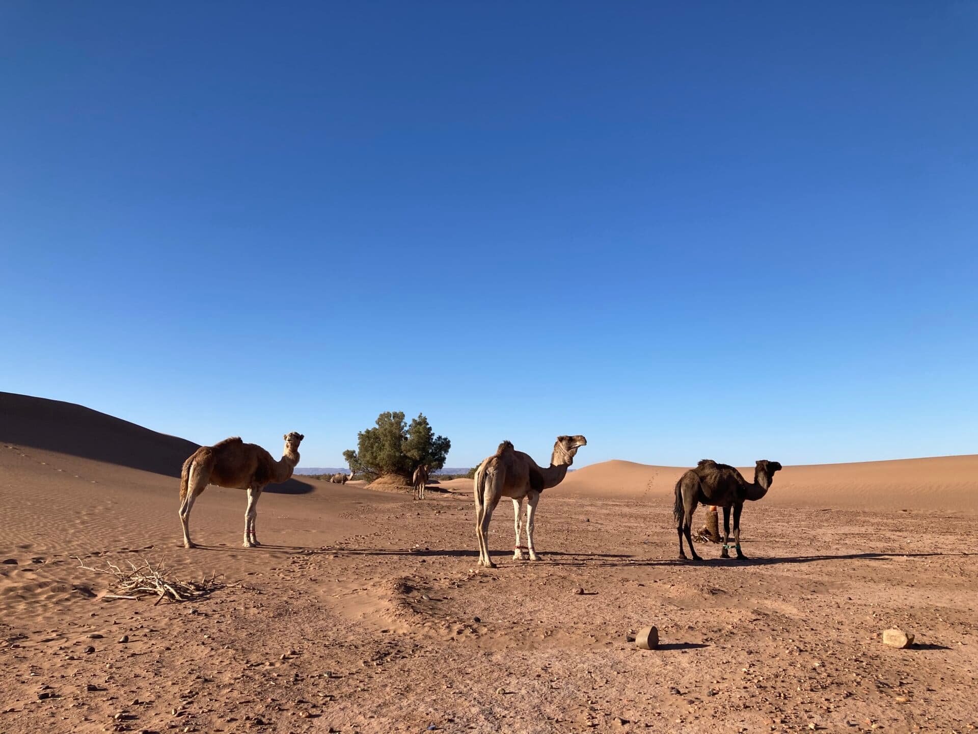 Bergpanorama in de Hoge Atlas onder een heldere hemel