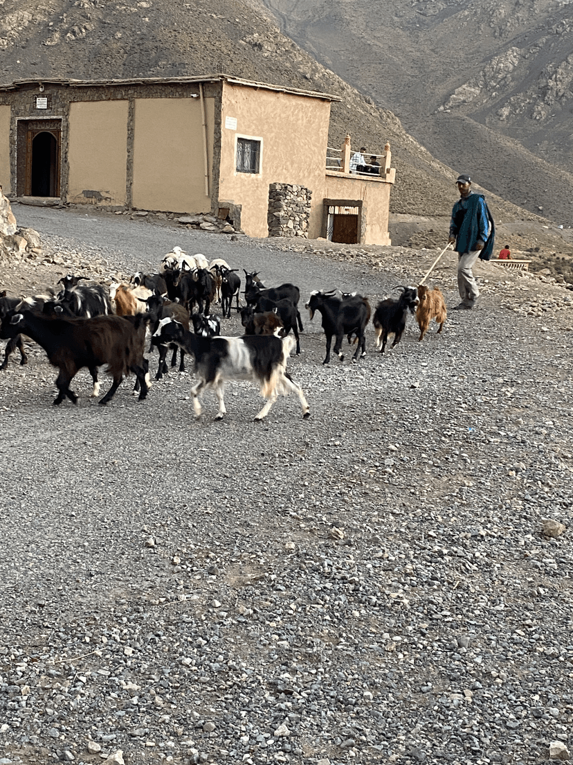 12-daagse Marokko-reis: Marrakech, Hoge Atlas & Woestijn — reisbeeld 8